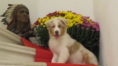 Of Winner Mistral - Exposition Canine de NANTES (44) 10/11 Décembre.