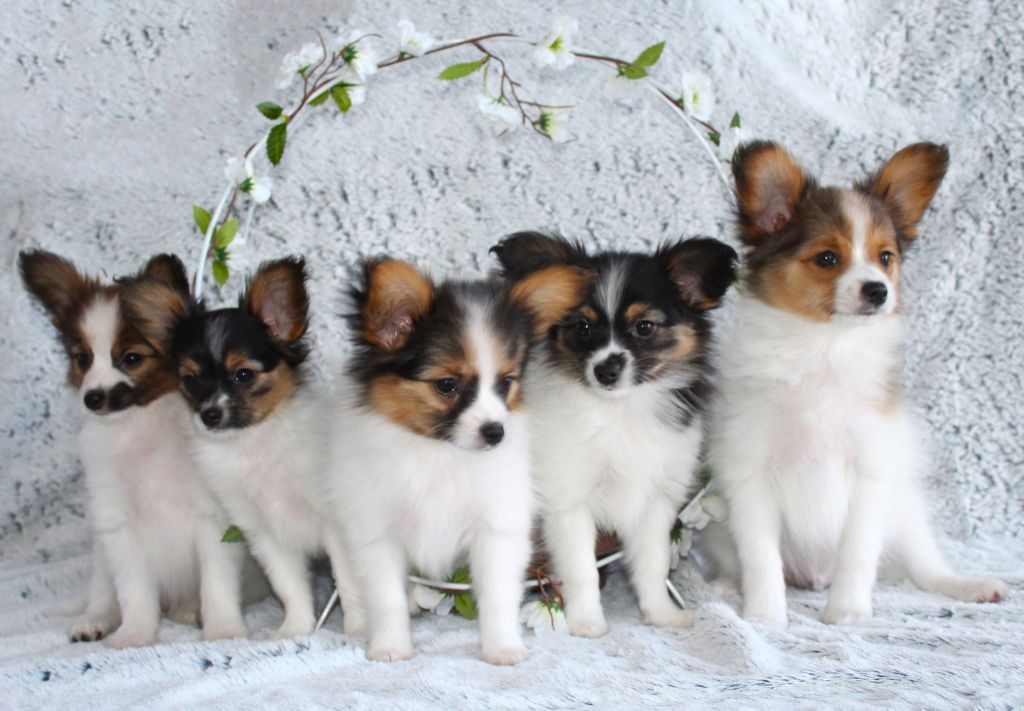 chiot Epagneul nain Continental (Papillon) Of Winner Mistral