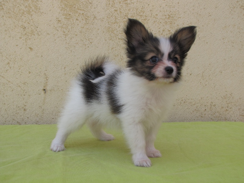 Harry Of Winner Mistral