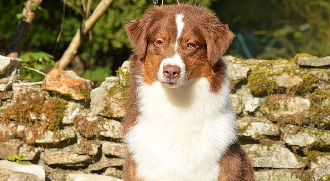 Sr. indian kwanita for inaya Of Winner Mistral