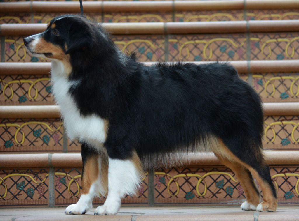 ashland's Look at my desire caufosca dolce