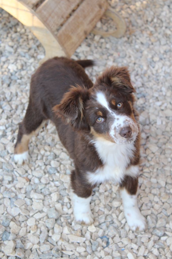 Vanilla pineapple Of Winner Mistral