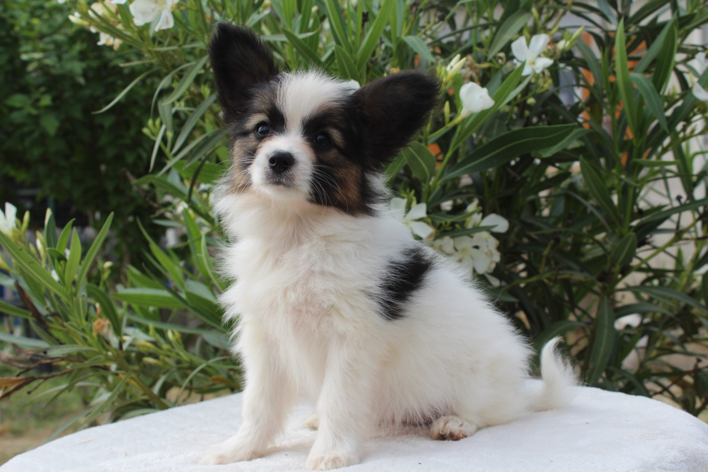 ADORABLE DIVA Of Winner Mistral