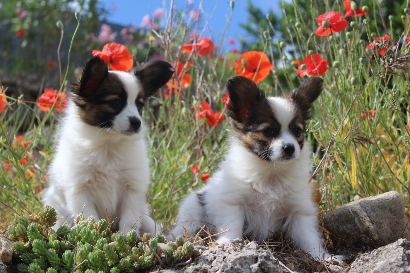 Chiots disponibles