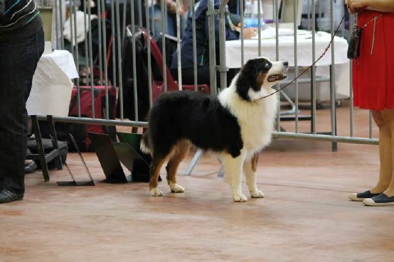 Nos chiens en expositions