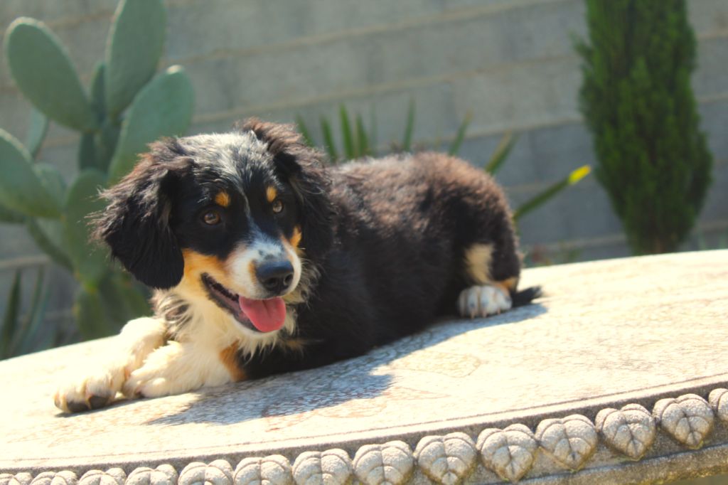 Of Winner Mistral - Berger Américain Miniature  - Portée née le 09/01/2025