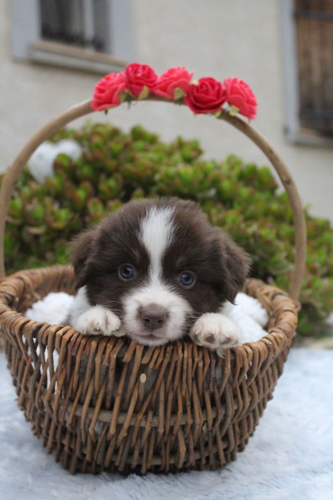 Of Winner Mistral - Chiots disponibles - Berger Américain Miniature 