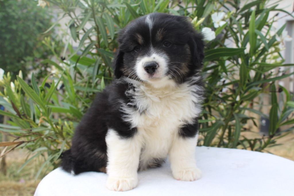 Of Winner Mistral - Chiots disponibles - Berger Américain Miniature 