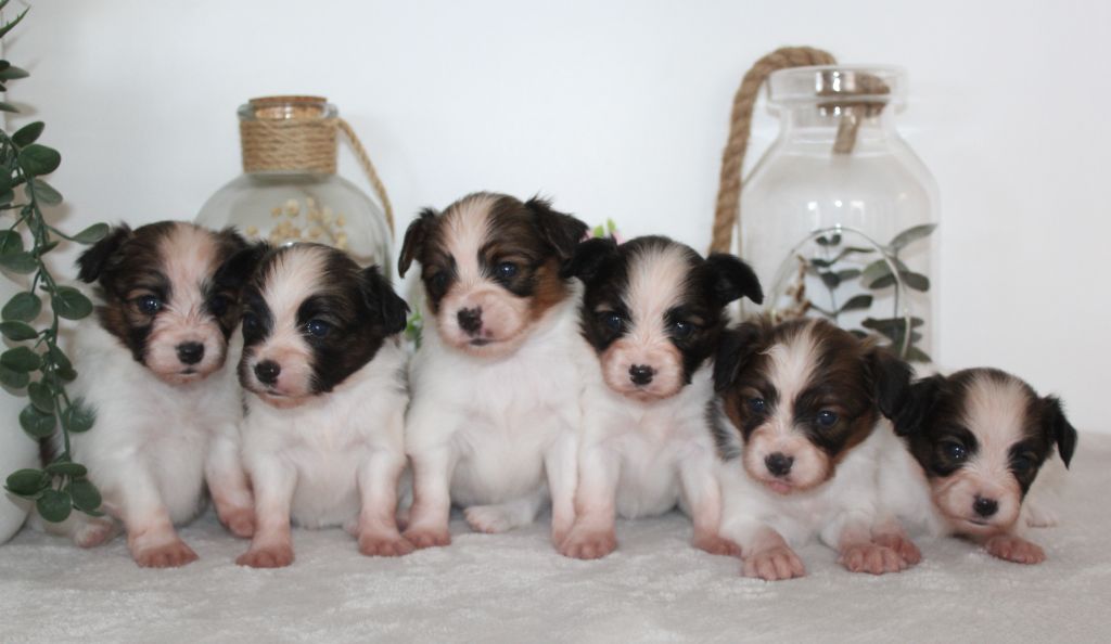 Chiot Epagneul nain Continental (Papillon) Of Winner Mistral