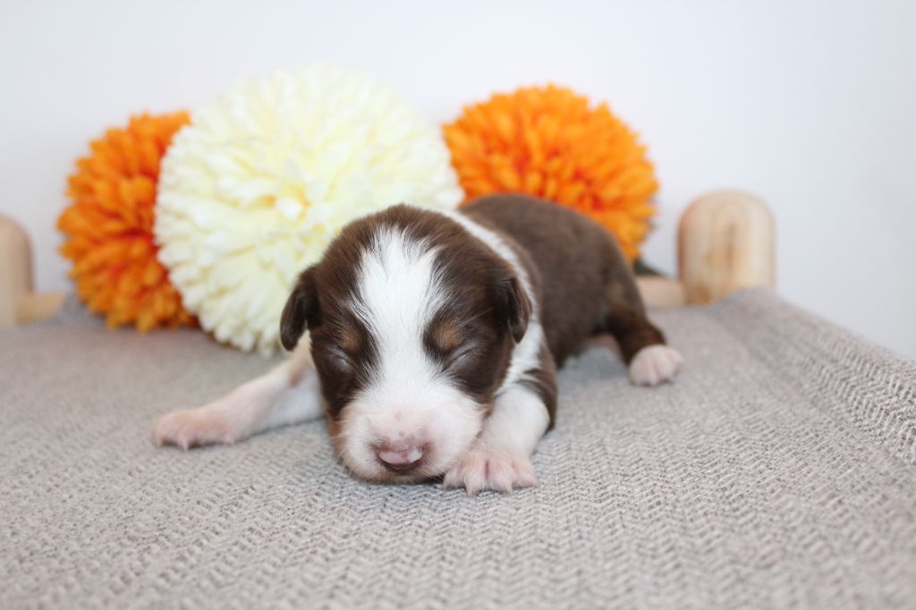 Of Winner Mistral - Chiots disponibles - Berger Américain Miniature 