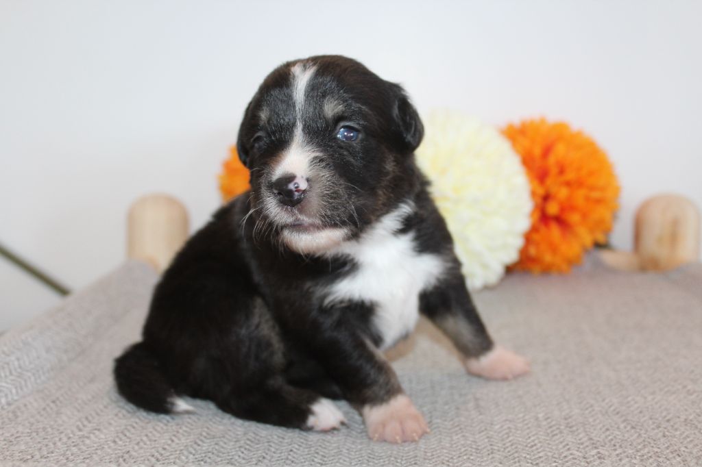 Of Winner Mistral - Chiots disponibles - Berger Américain Miniature 