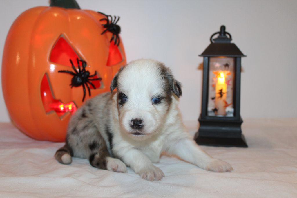 Of Winner Mistral - Chiots disponibles - Berger Américain Miniature 