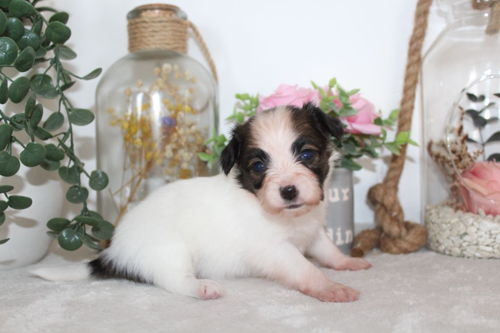 Of Winner Mistral - Chiots disponibles - Epagneul nain Continental (Papillon)