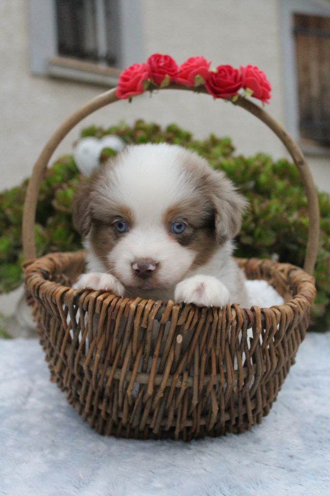 Of Winner Mistral - Chiots disponibles - Berger Américain Miniature 