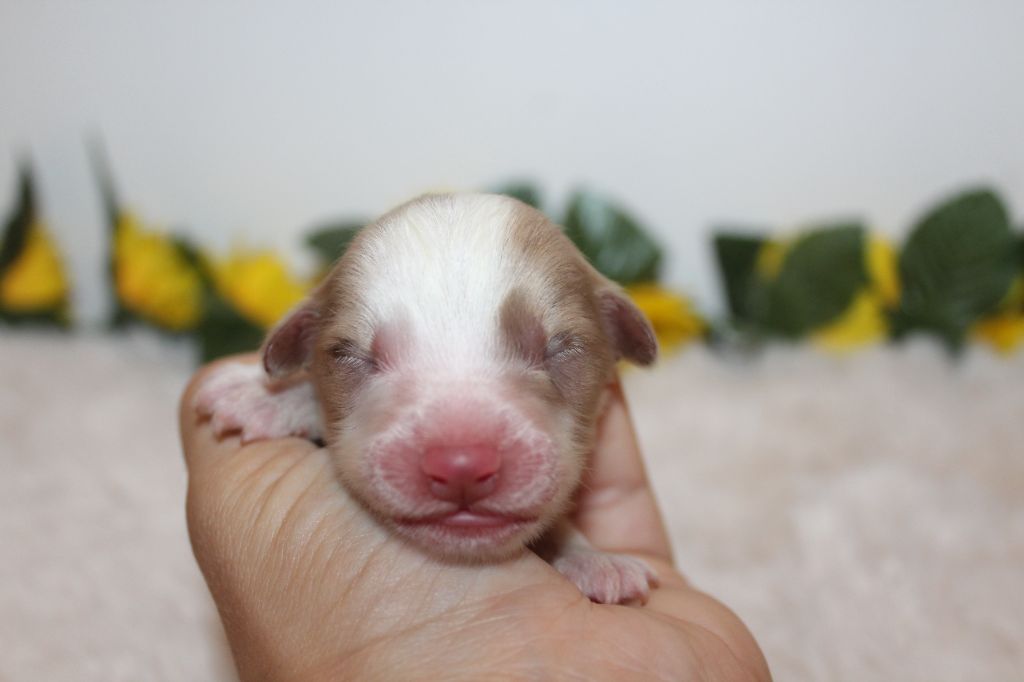Of Winner Mistral - Chiots disponibles - Berger Américain Miniature 