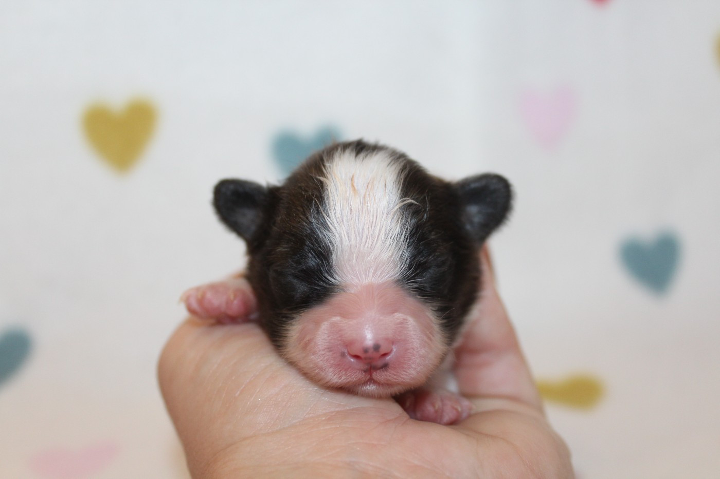 Of Winner Mistral - Chiots disponibles - Epagneul nain Continental (Papillon)