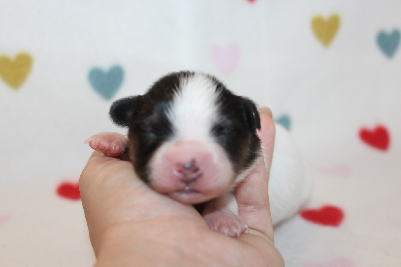 Of Winner Mistral - Chiots disponibles - Epagneul nain Continental (Papillon)