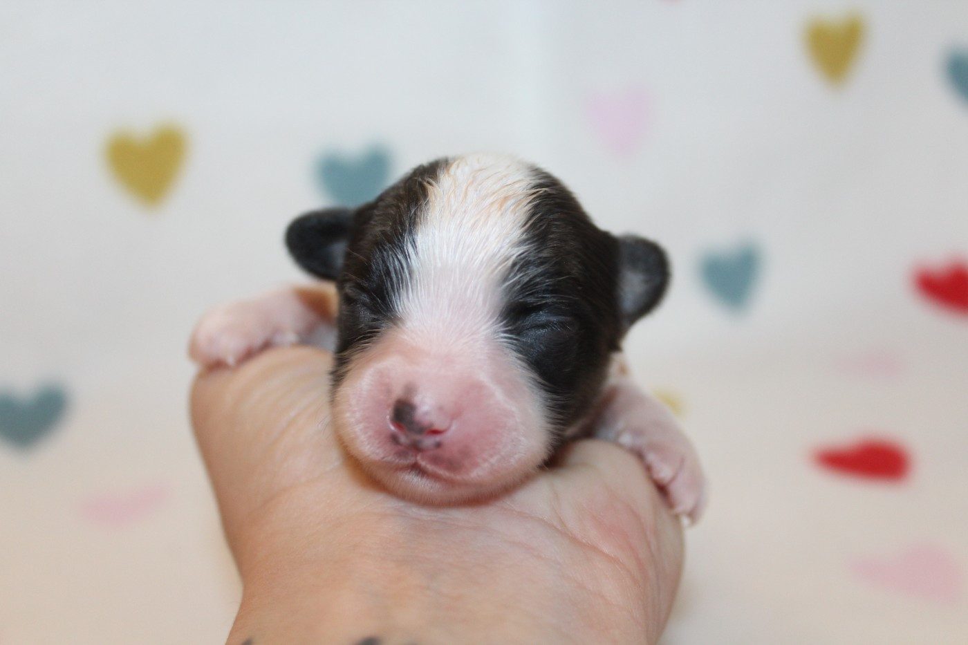 Of Winner Mistral - Chiots disponibles - Epagneul nain Continental (Papillon)