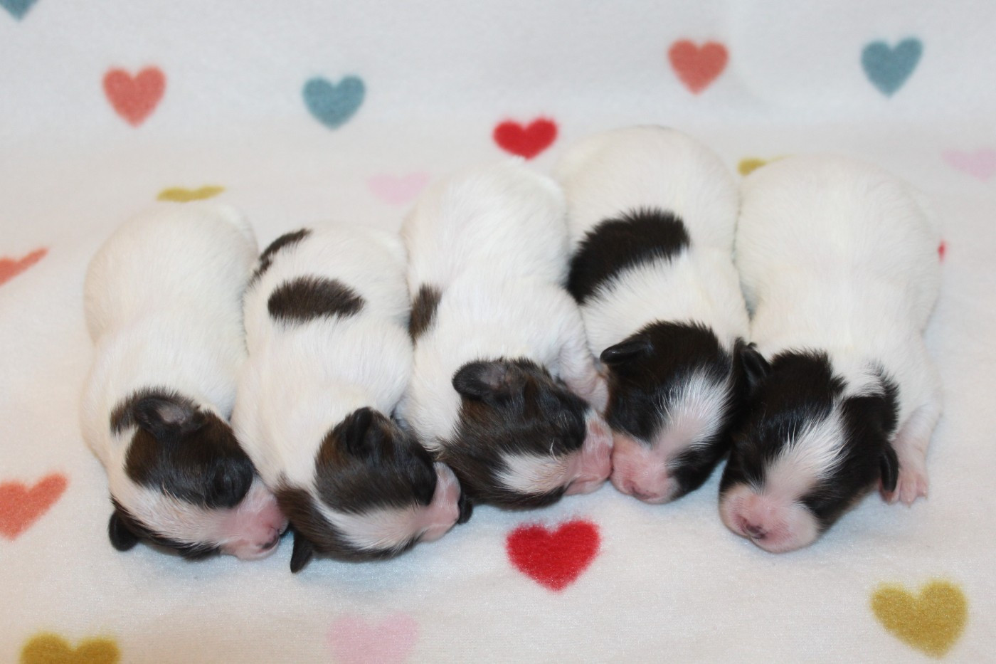 Chiot Epagneul nain Continental (Papillon) Of Winner Mistral