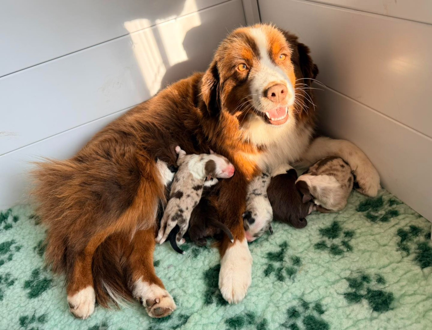 Chiot Berger Américain Miniature  Of Winner Mistral