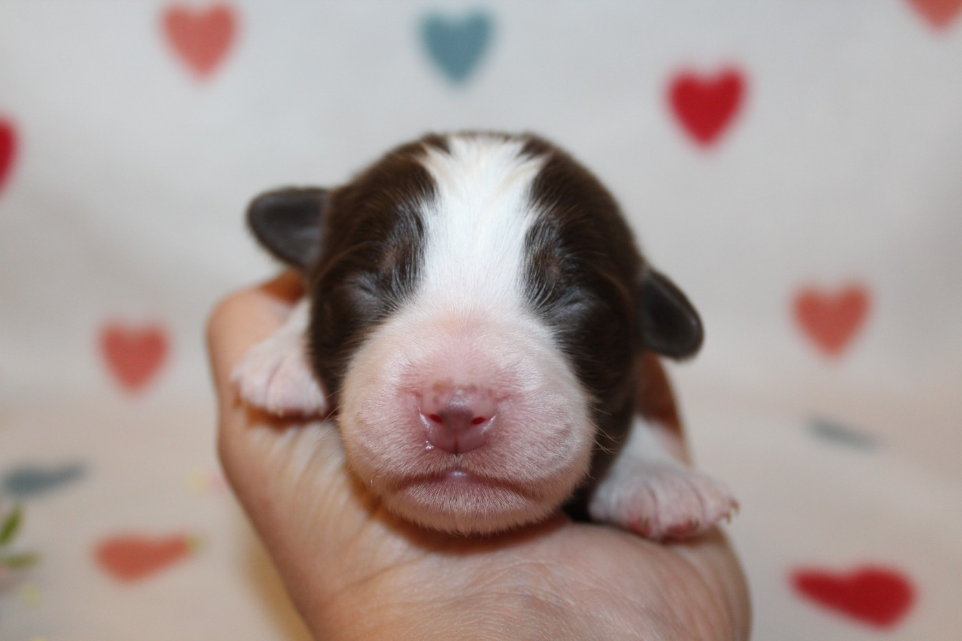 Of Winner Mistral - Chiots disponibles - Berger Américain Miniature 