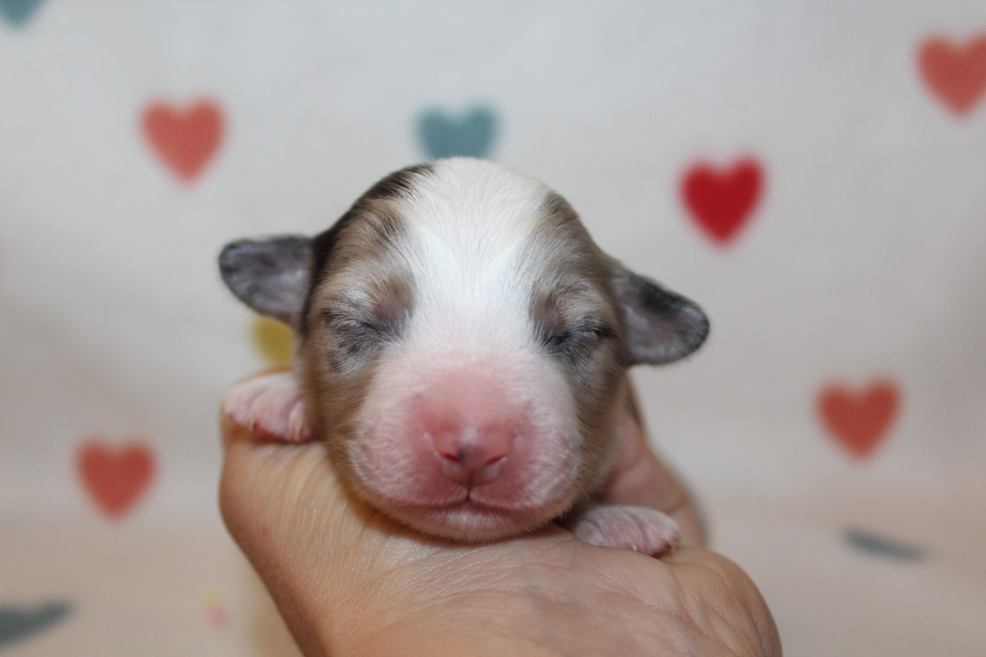 Of Winner Mistral - Chiots disponibles - Berger Américain Miniature 