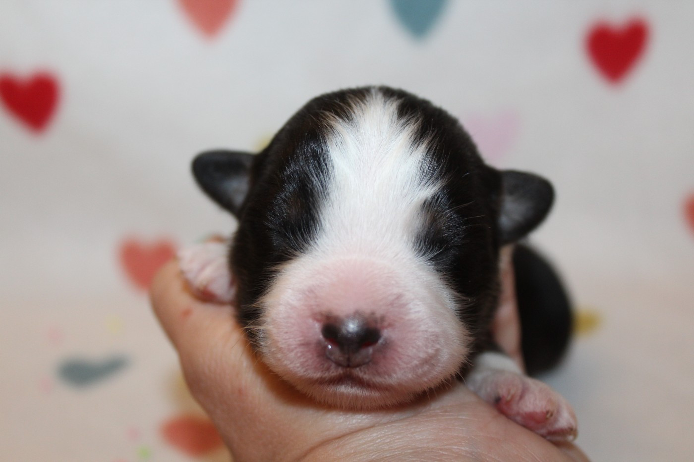 Of Winner Mistral - Chiots disponibles - Berger Américain Miniature 