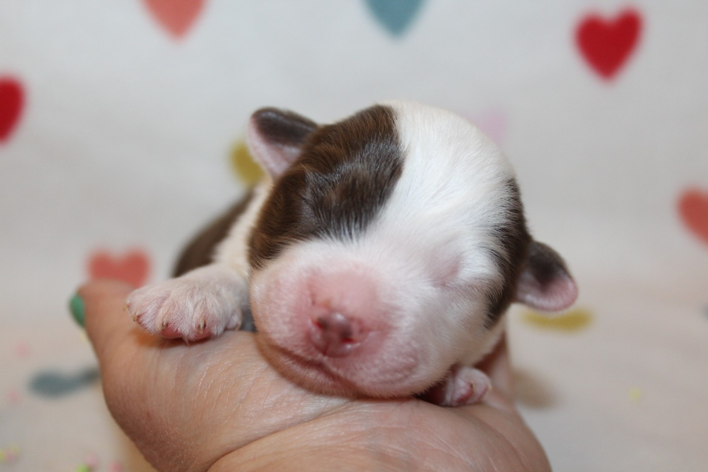 Of Winner Mistral - Chiots disponibles - Berger Américain Miniature 