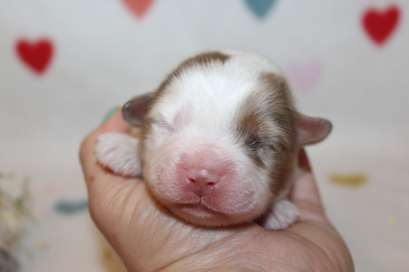 Of Winner Mistral - Chiots disponibles - Berger Américain Miniature 