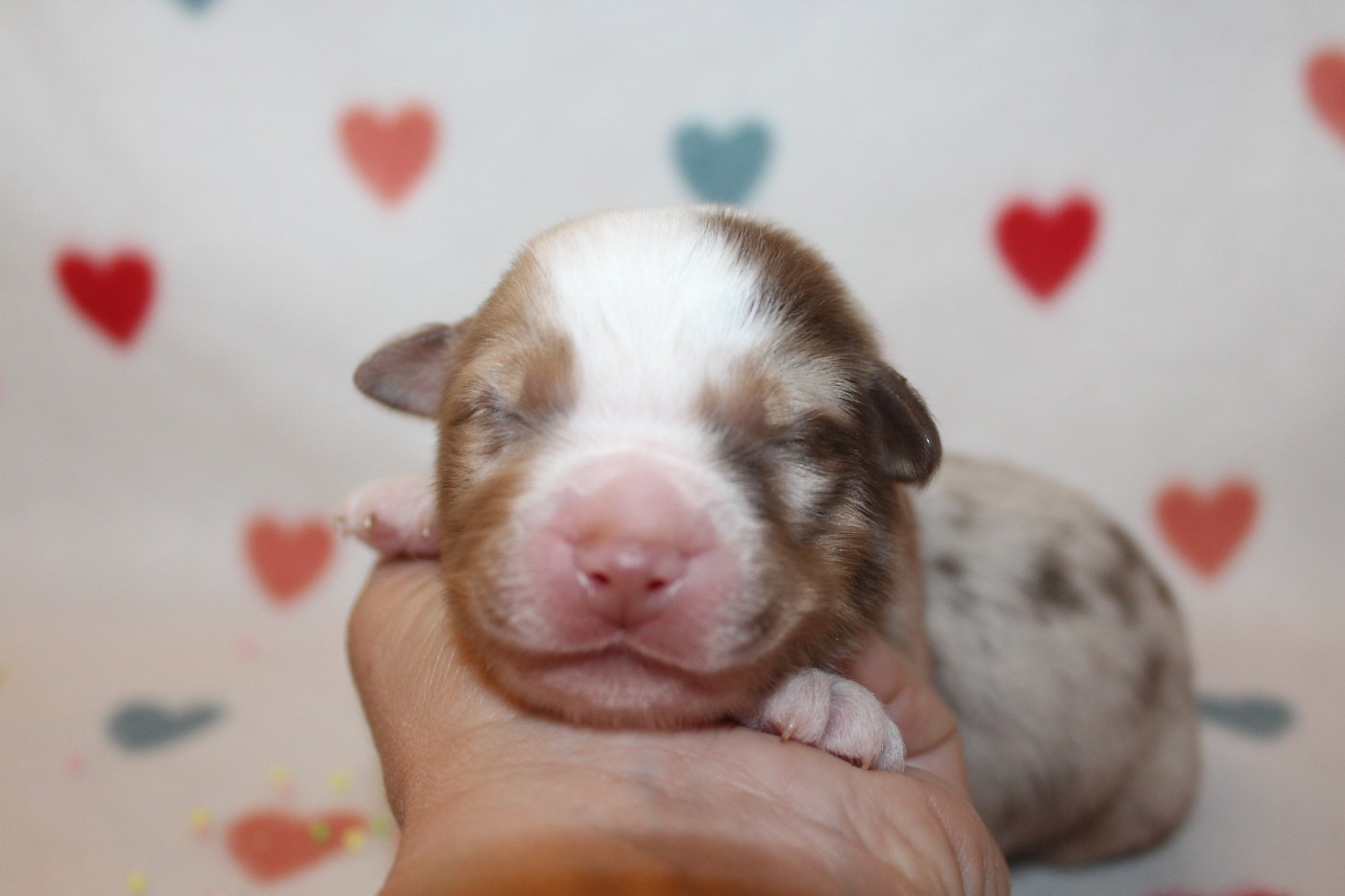 Of Winner Mistral - Chiots disponibles - Berger Américain Miniature 