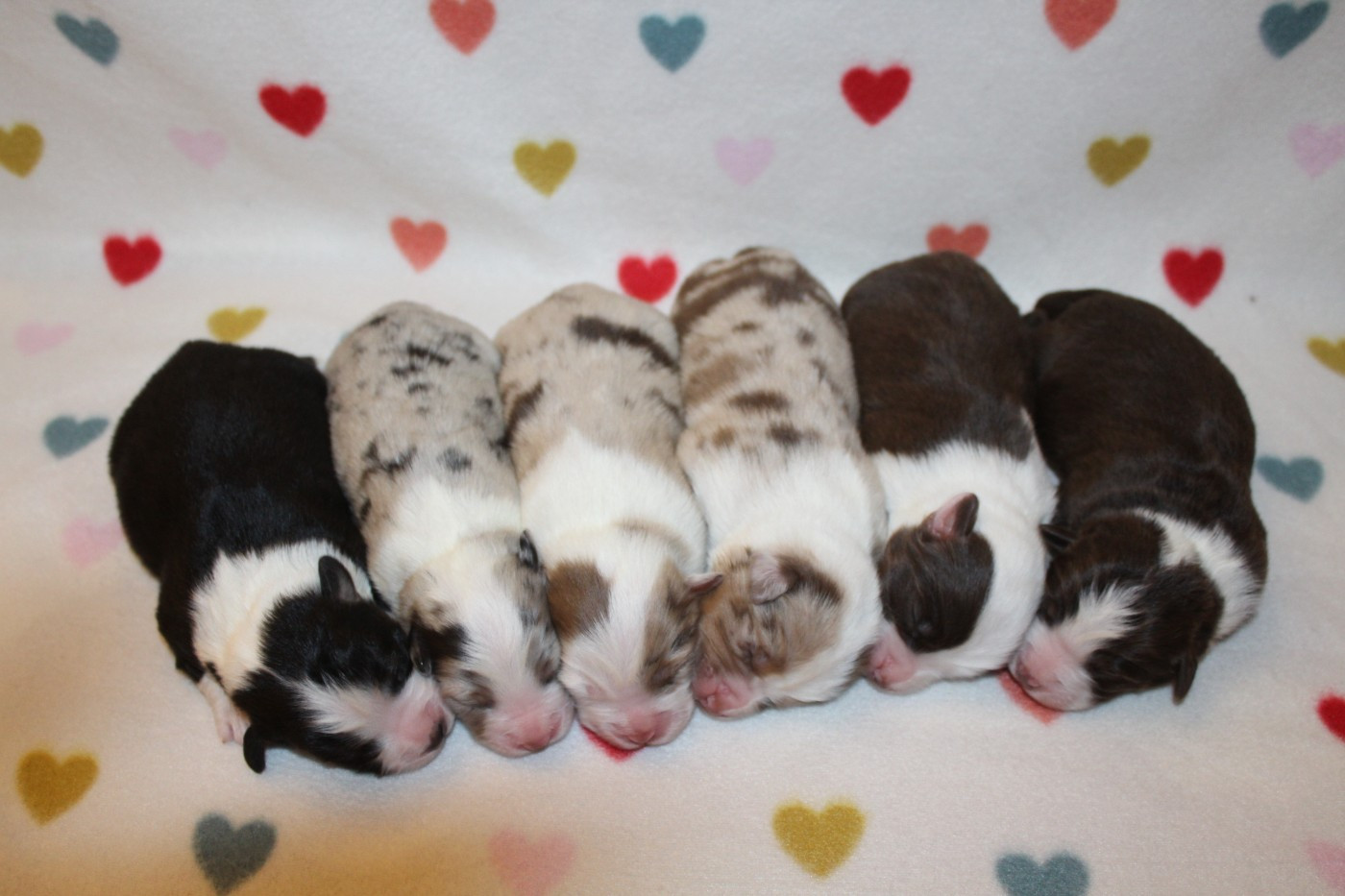 Of Winner Mistral - Berger Américain Miniature  - Portée née le 23/03/2026