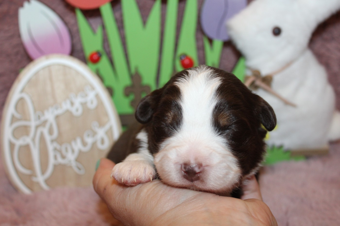 Of Winner Mistral - Chiots disponibles - Berger Américain Miniature 