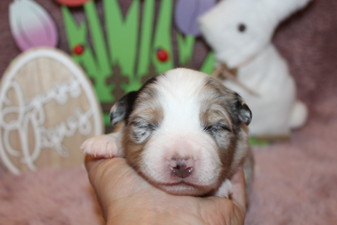 Of Winner Mistral - Chiots disponibles - Berger Américain Miniature 