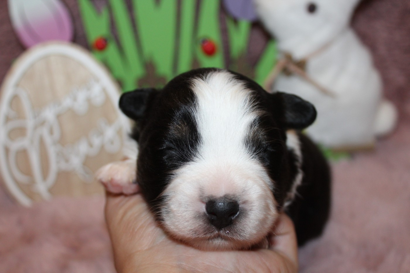 Of Winner Mistral - Chiots disponibles - Berger Américain Miniature 