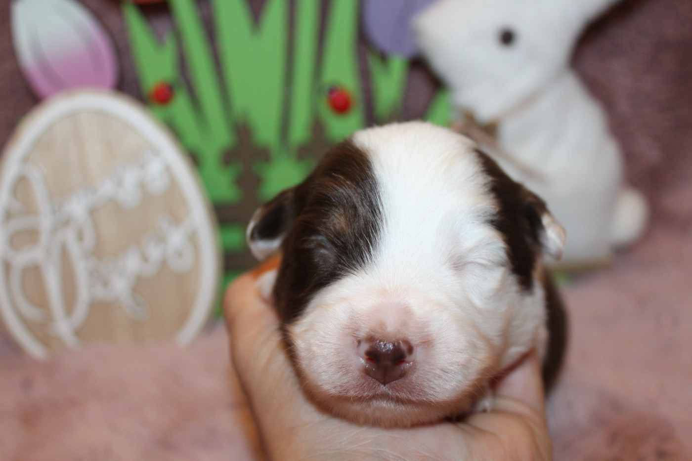 Of Winner Mistral - Chiots disponibles - Berger Américain Miniature 