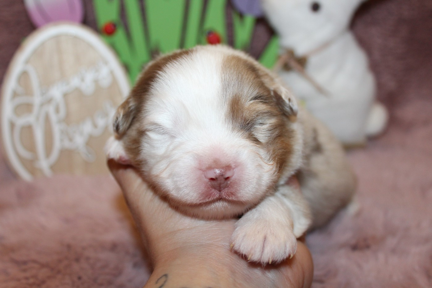 Of Winner Mistral - Chiots disponibles - Berger Américain Miniature 