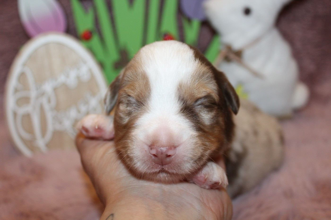 Of Winner Mistral - Chiots disponibles - Berger Américain Miniature 