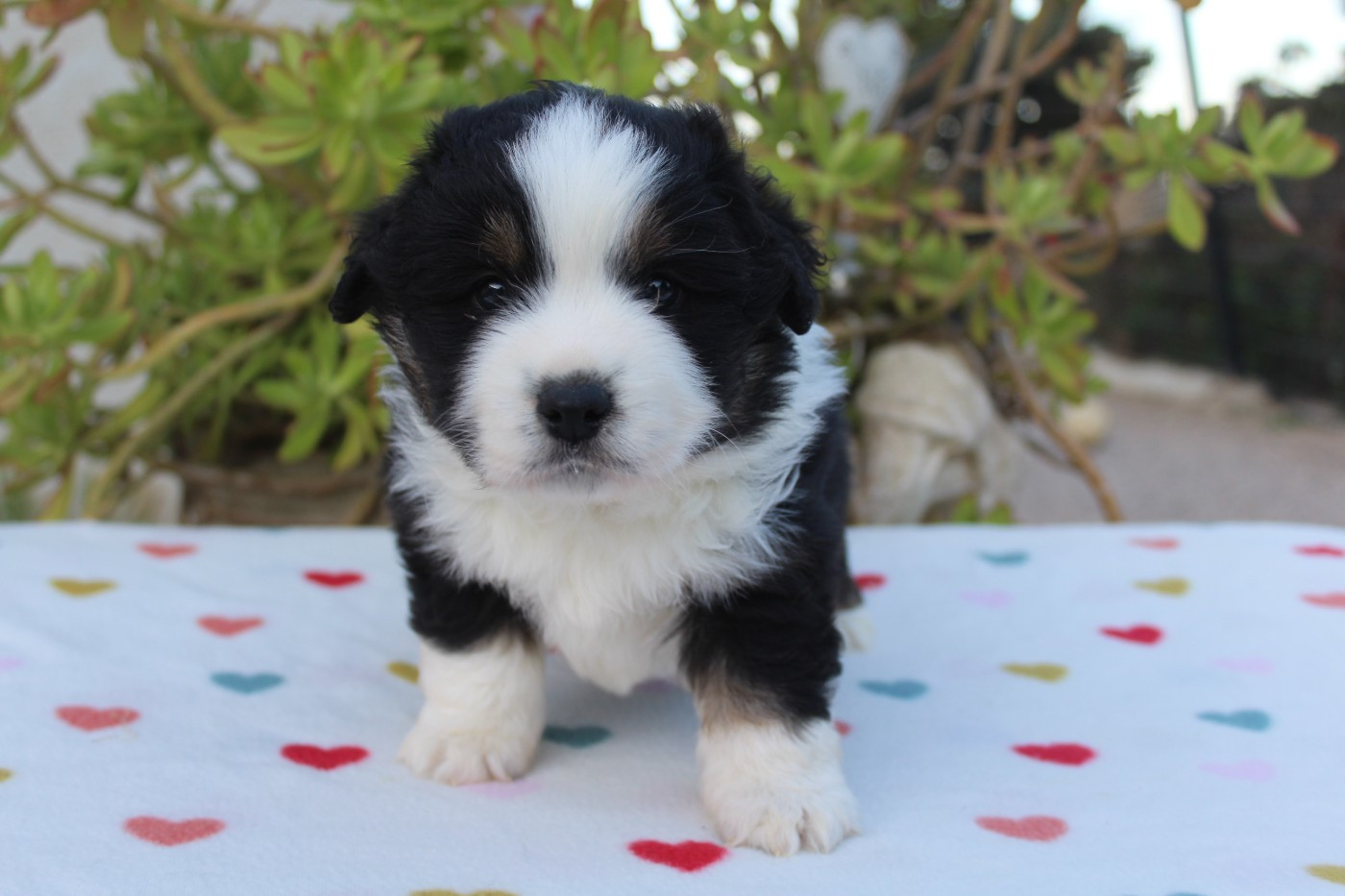 Of Winner Mistral - Chiots disponibles - Berger Américain Miniature 