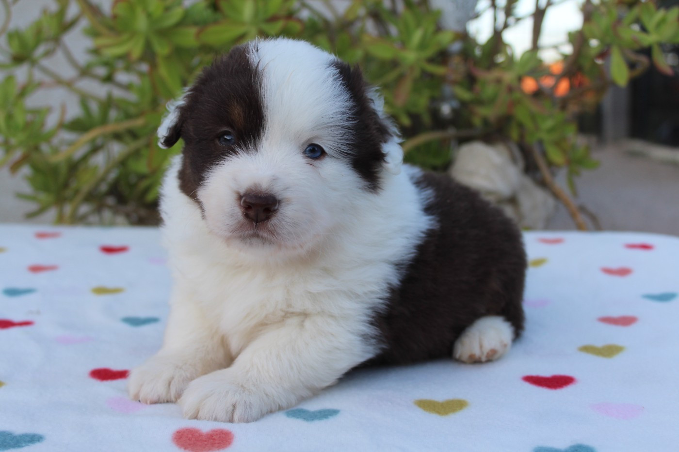 Of Winner Mistral - Chiots disponibles - Berger Américain Miniature 