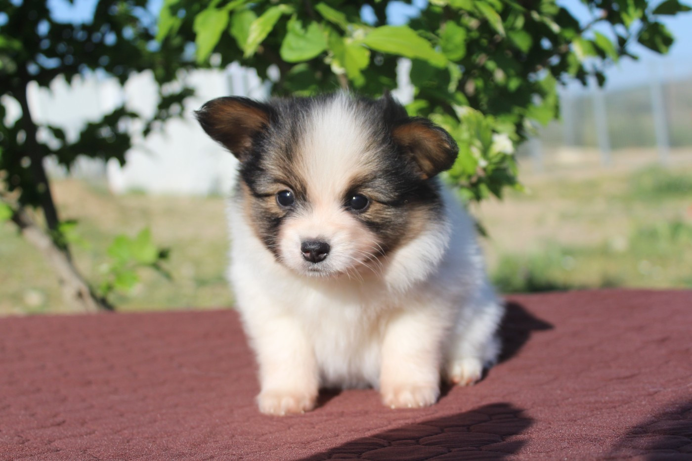 Of Winner Mistral - Chiots disponibles - Epagneul nain Continental (Papillon)