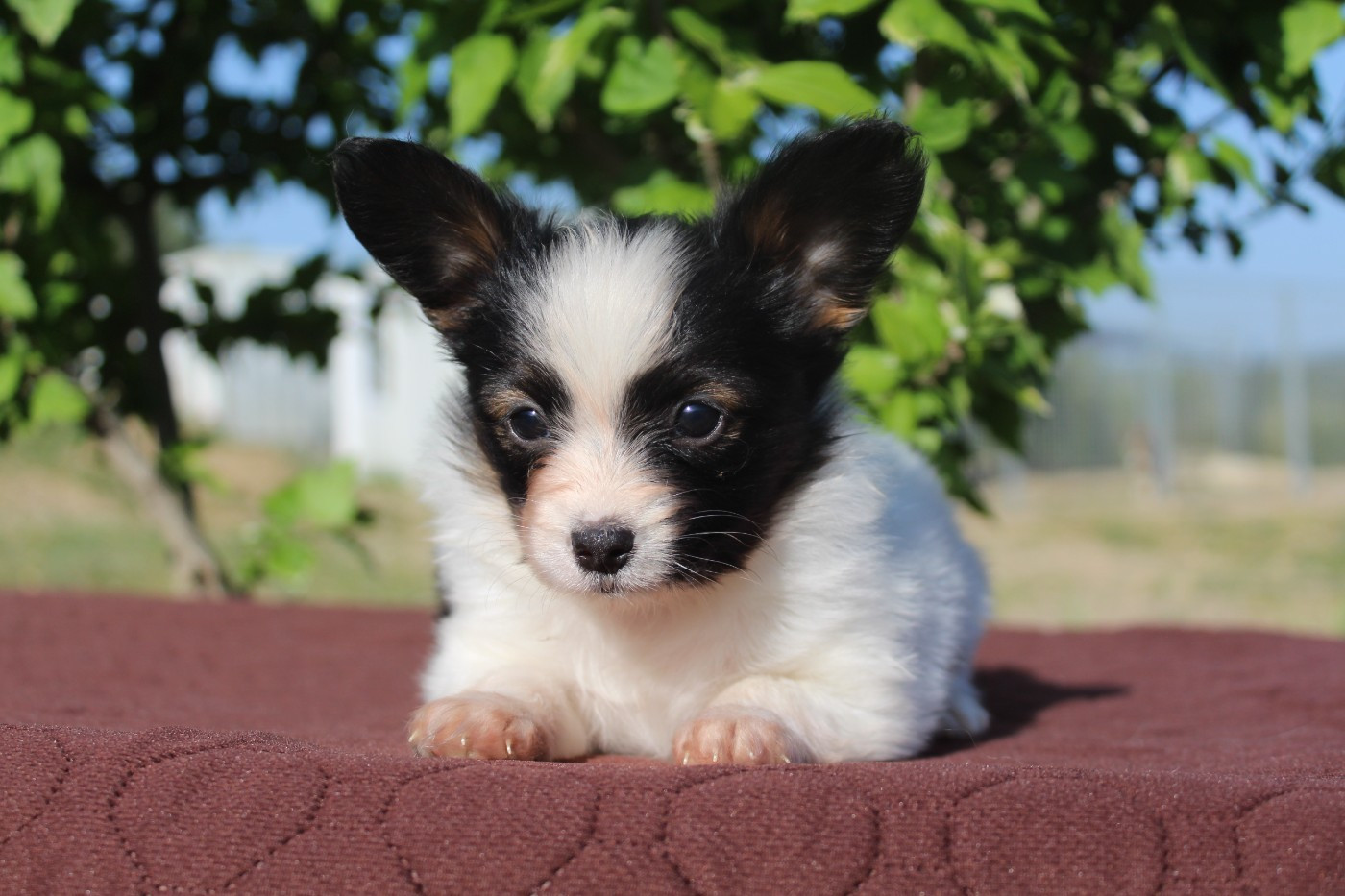 Of Winner Mistral - Chiots disponibles - Epagneul nain Continental (Papillon)