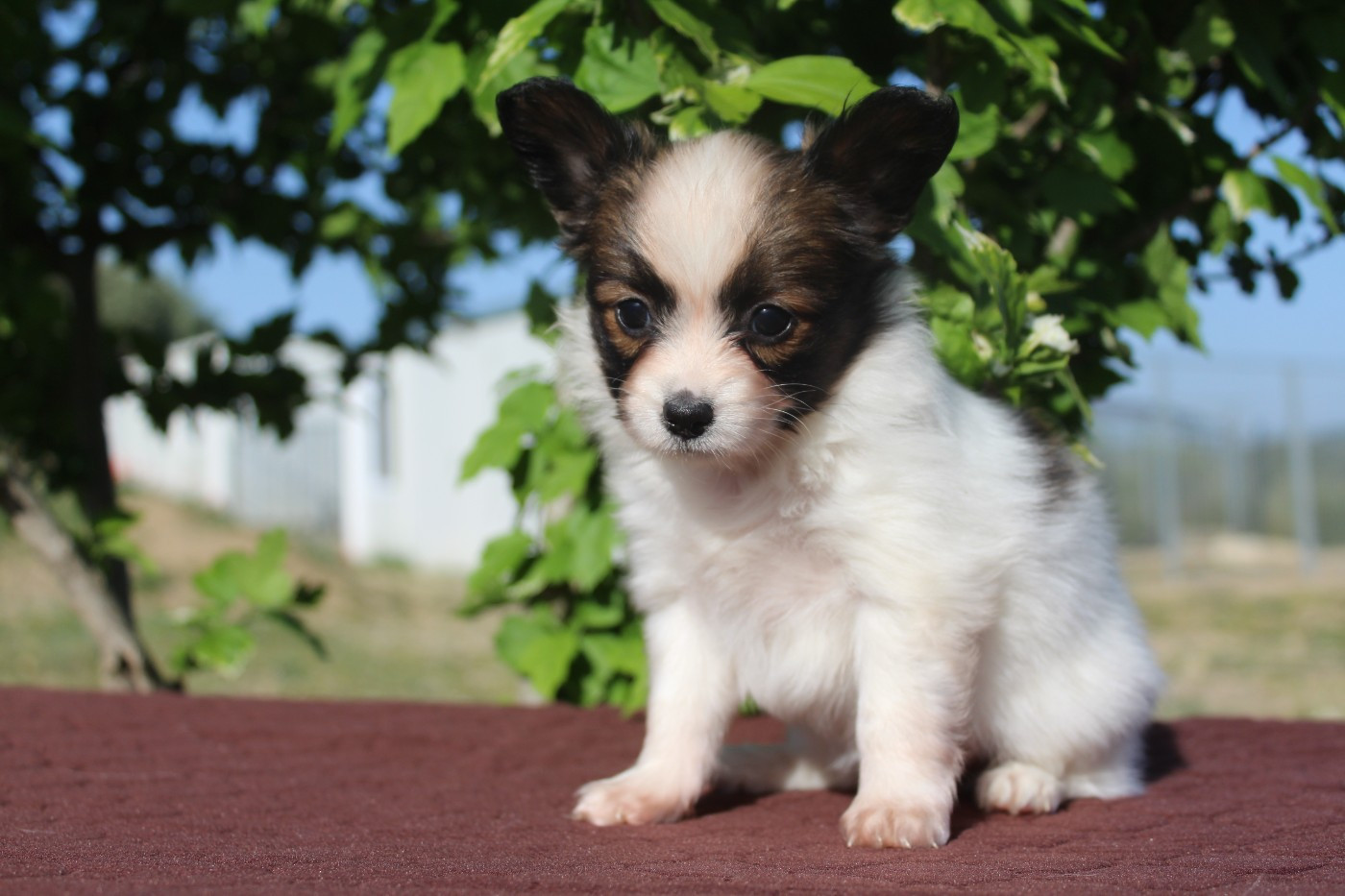 Of Winner Mistral - Chiots disponibles - Epagneul nain Continental (Papillon)