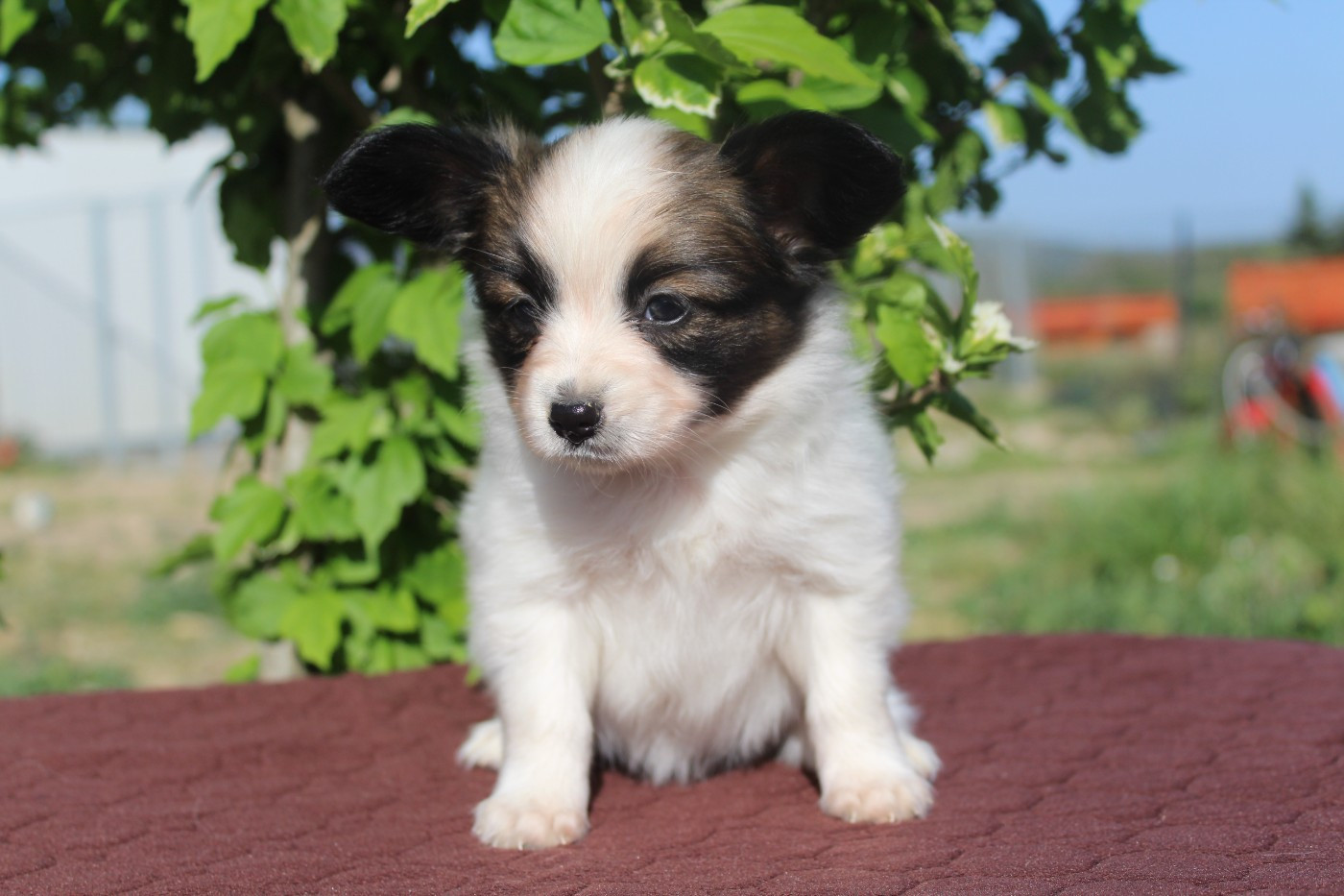 Of Winner Mistral - Chiots disponibles - Epagneul nain Continental (Papillon)