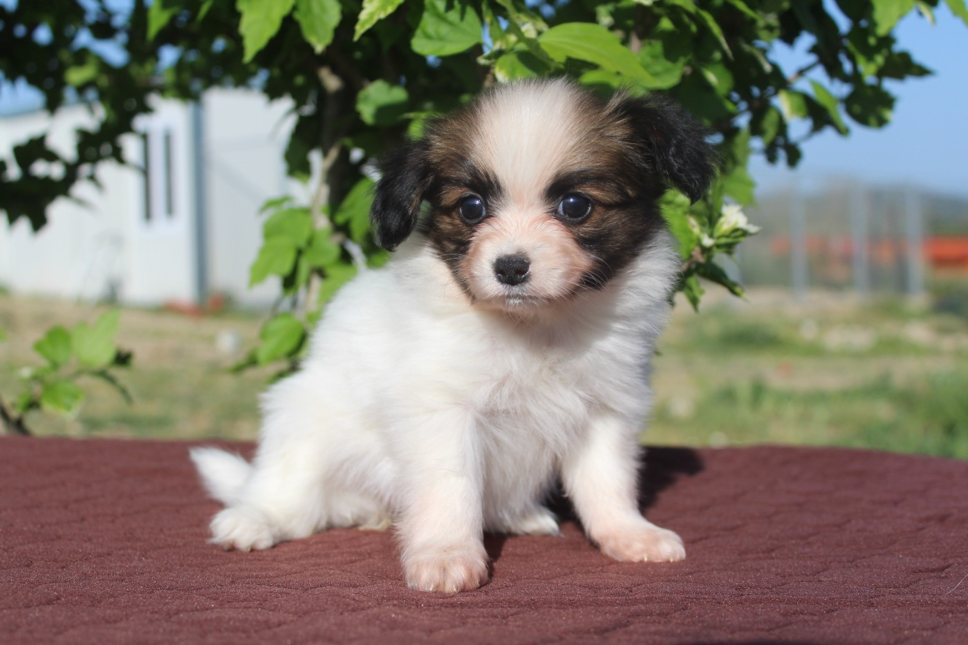 Of Winner Mistral - Chiots disponibles - Epagneul nain Continental (Papillon)