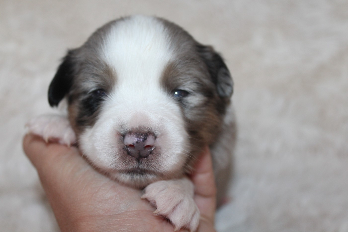 Of Winner Mistral - Chiots disponibles - Berger Américain Miniature 