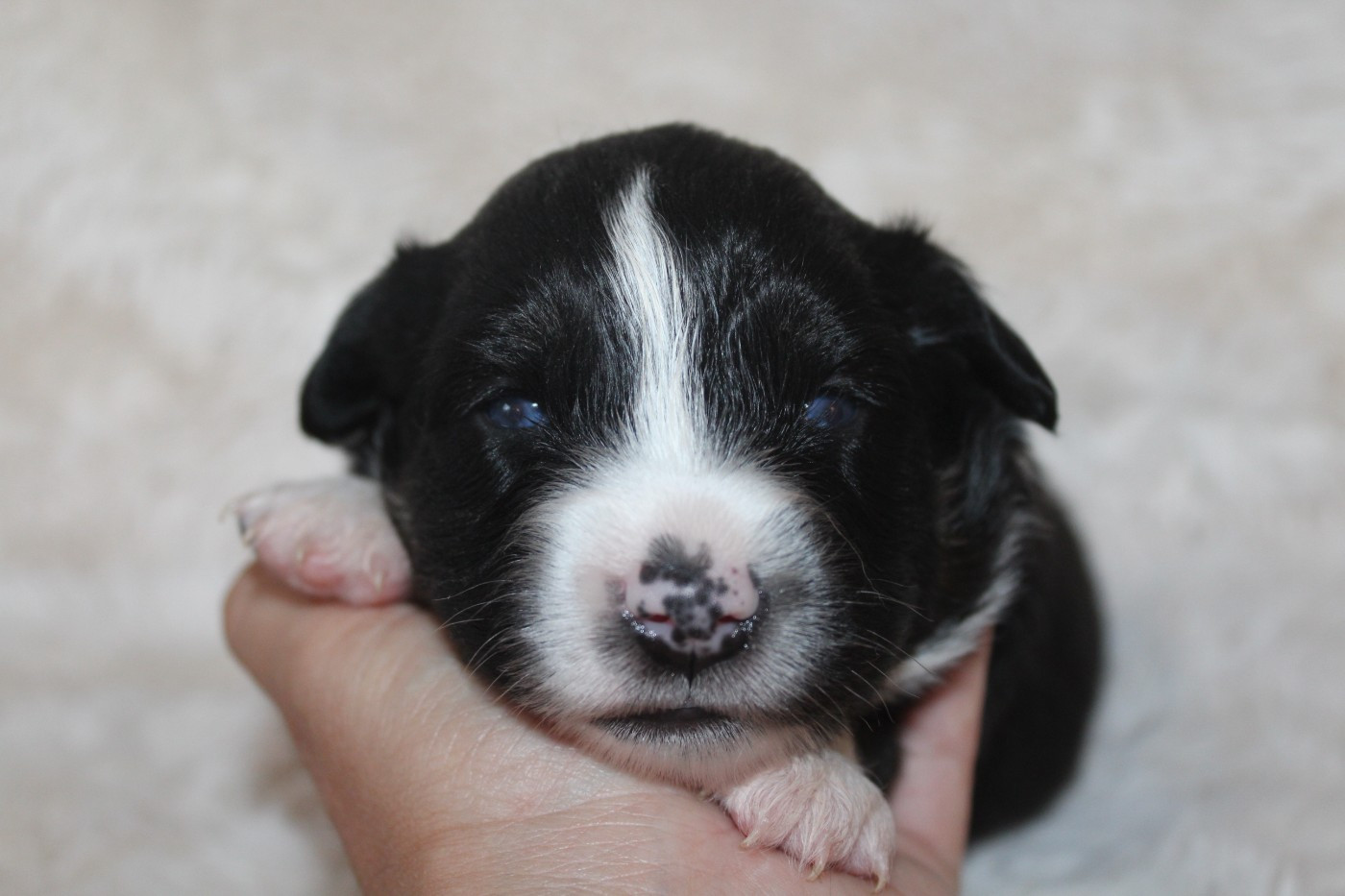 Of Winner Mistral - Chiots disponibles - Berger Américain Miniature 