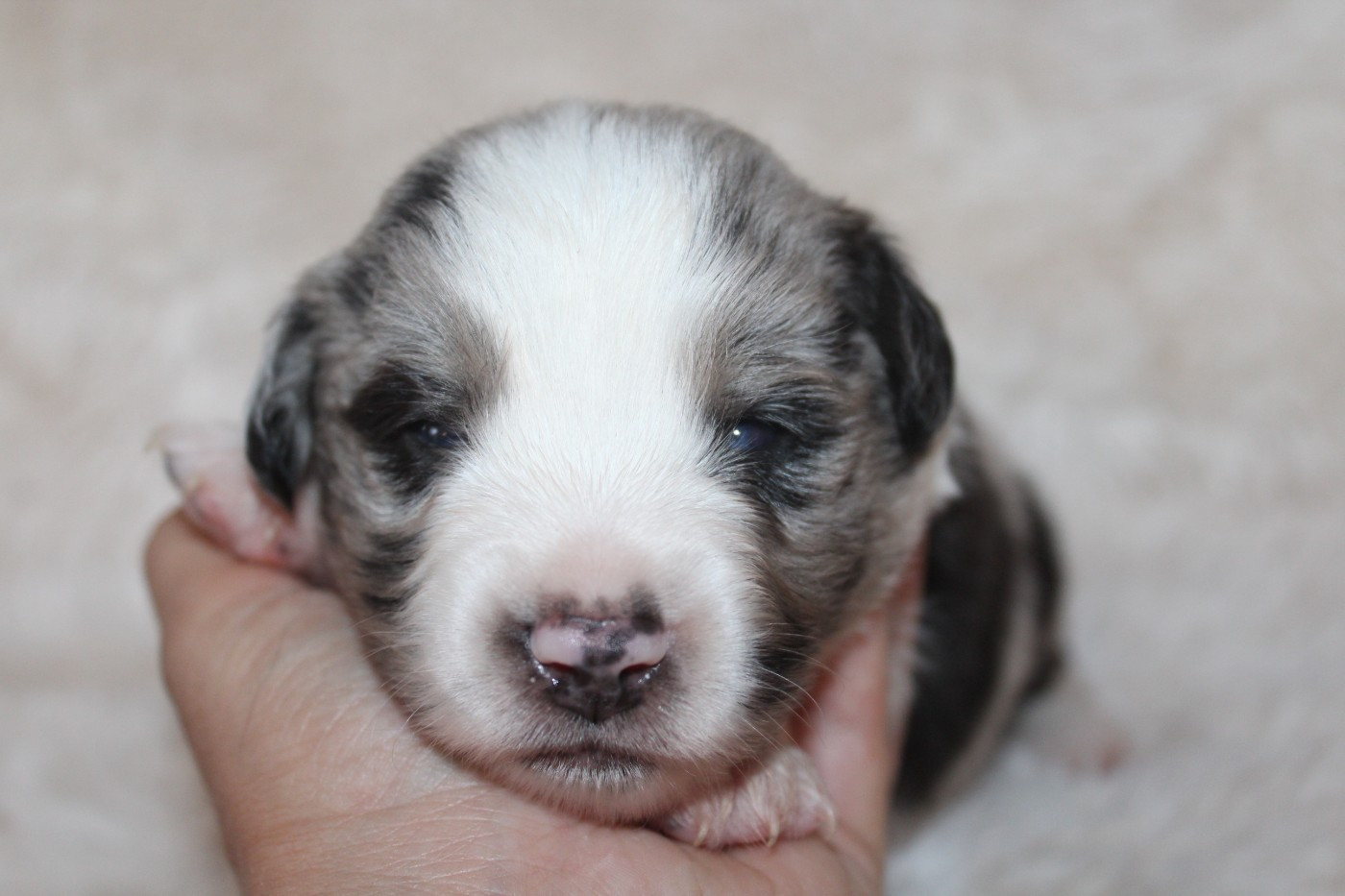 Of Winner Mistral - Chiots disponibles - Berger Américain Miniature 