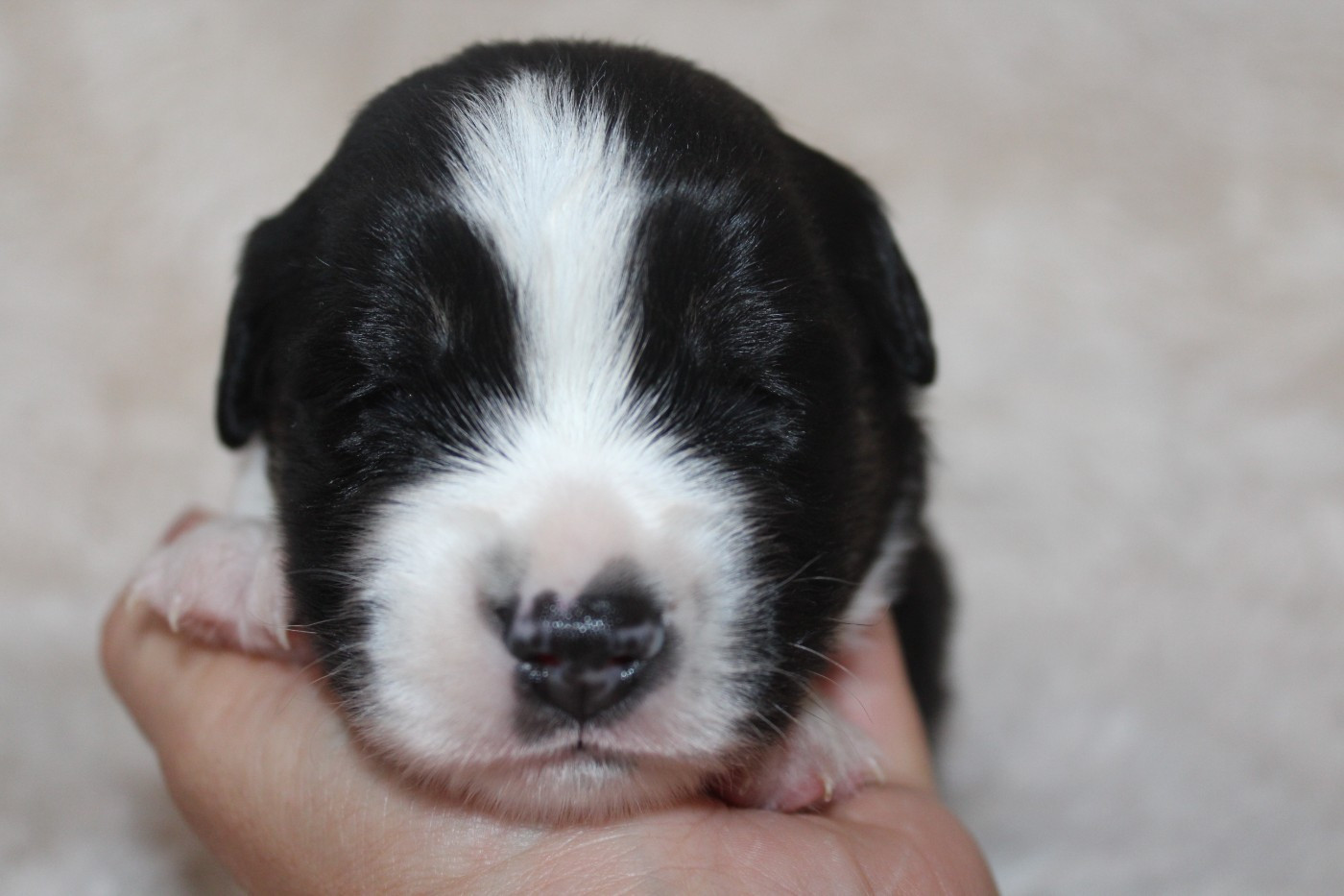 Of Winner Mistral - Chiots disponibles - Berger Américain Miniature 