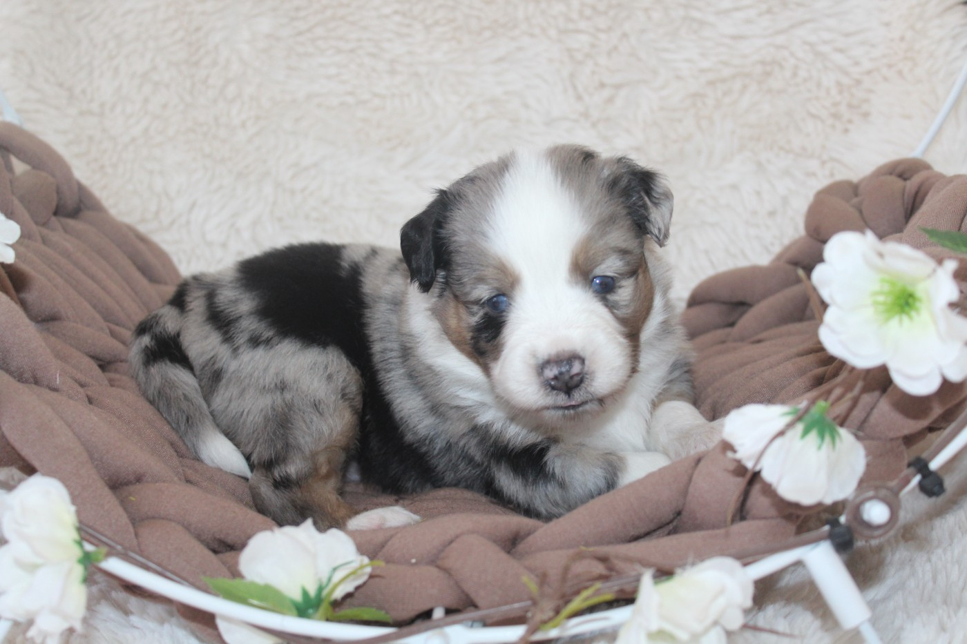 Of Winner Mistral - Chiots disponibles - Berger Américain Miniature 
