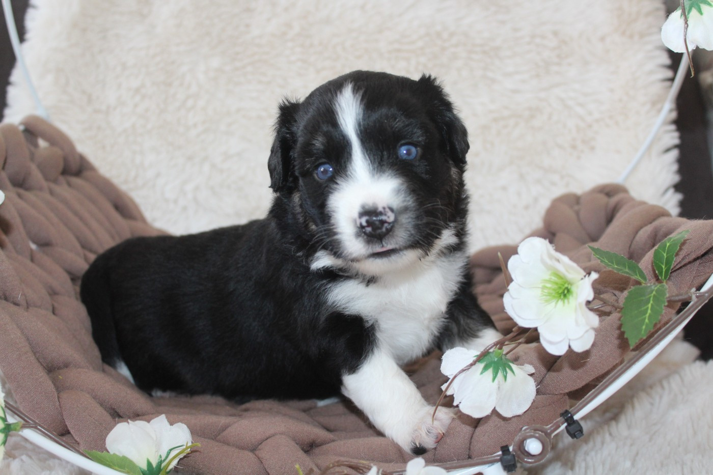 Of Winner Mistral - Chiots disponibles - Berger Américain Miniature 